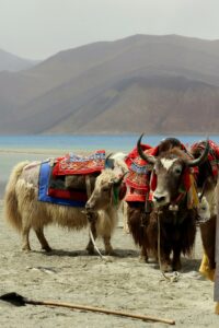 Beautifully adorned yaks along the tranquil shores of Pangong Lake in Leh, surrounded by mountains.